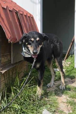 Tzoker (Τζοκερ), male 7yo Mixed Breed for adoption at Dogs Voice, Athens