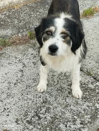 AVRA, female young Mixed Breed for adoption at Dogs Voice, Athens