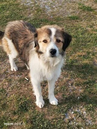 EKTORAS (ΕΚΤΩΡΑΣ), male young Mixed Breed for adoption at Dogs Voice, Athens