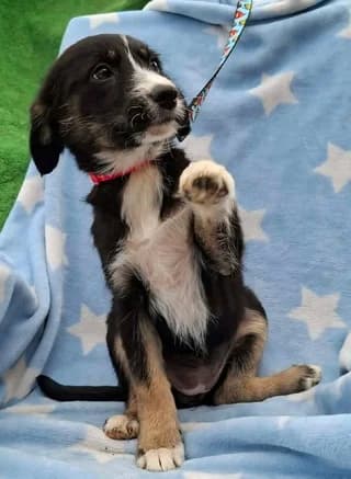Fanta, female puppy Mixed Breed for adoption at Dogs Voice, Athens