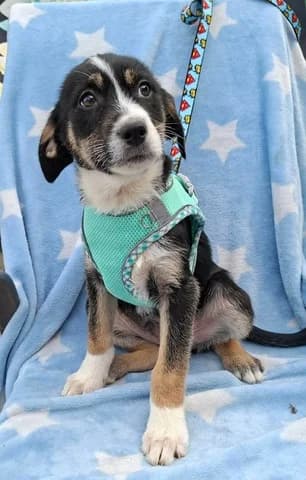 Valentino, male puppy Mixed Breed for adoption at Dogs Voice, Athens