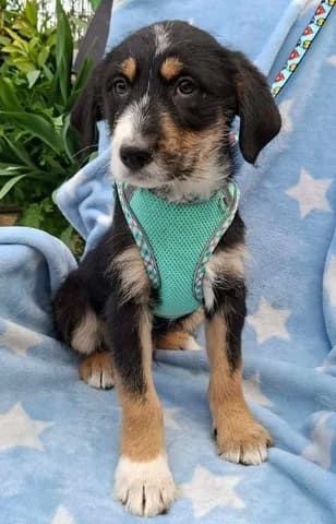 Armani, male puppy Mixed Breed for adoption at Dogs Voice, Athens