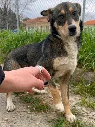 Nikolas (Νικόλας), male puppy Mixed Breed for adoption at Dogs Voice, Athens