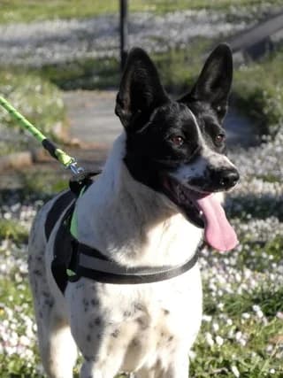 Quaste, female young Mixed Breed for adoption at Dogs Voice, Athens