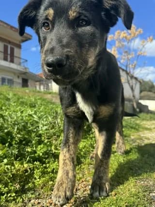 Thanos (Θάνος), male puppy Mixed Breed for adoption at Dogs Voice, Athens