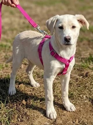 Perla, female puppy Mixed Breed for adoption at Dogs Voice, Athens