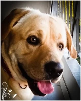 Orfeas (Ορφέας), male 7yo Mixed Breed for adoption at Dogs Voice, Athens