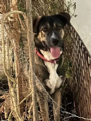 Meli (Μέλη), female young Mixed Breed for adoption at Dogs Voice, Athens