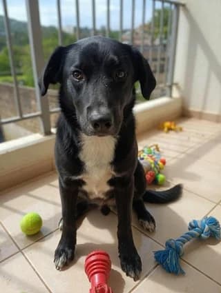 NANTIN (ΝΑΝΤΙΝ), female puppy Mixed Breed for adoption at Dogs Voice, Athens