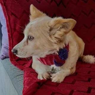 ZIZOY, female 7yo Mixed Breed for adoption at Dogs Voice, Athens