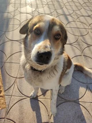 Fox, male 7yo Mixed Breed for adoption at Dogs Voice, Athens