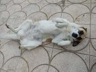 Pita (Πίτα), female 7yo Mixed Breed for adoption at Dogs Voice, Athens