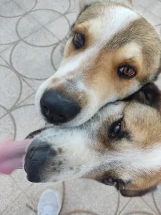 Fox kai Pita (Fox και Πίτα),  7yo Mixed Breed for adoption at Dogs Voice, Athens
