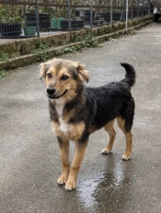 Leo, male puppy Mixed Breed for adoption at Dogs Voice, Athens