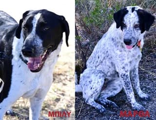 MARThA kai MPILY (ΜΑΡΘΑ και ΜΠΙΛΥ), female 3yo Mixed Breed for adoption at Dogs Voice, Athens