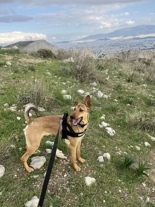 Romaio (Ρωμαίο), male young Mixed Breed for adoption at Dogs Voice, Athens