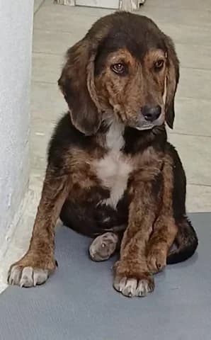 MOΎRGOS (ΜΟΎΡΓΟΣ), male puppy Mixed Breed for adoption at Dogs Voice, Athens