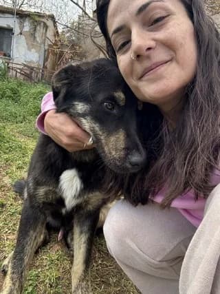 Thanoylis (Θανούλης), male puppy Mixed Breed for adoption at Dogs Voice, Athens