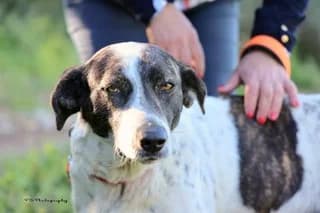 Mercedes, female young Mixed Breed for adoption at Dogs Voice, Athens