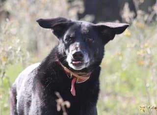 Naomi (Ναόμι), female 7yo Mixed Breed for adoption at Dogs Voice, Athens