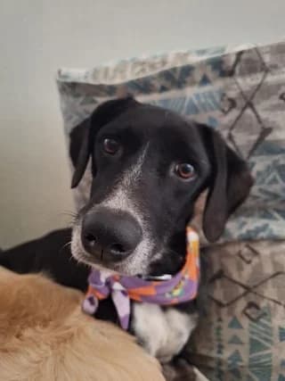 Giasemi (Γιασεμί), female 3yo Mixed Breed for adoption at Dogs Voice, Athens