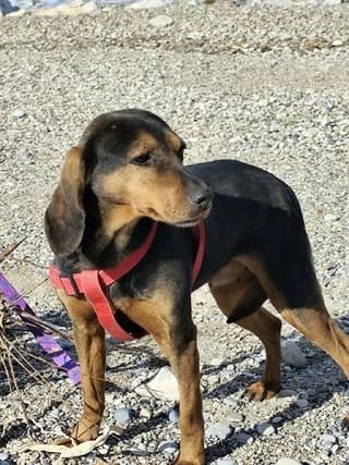 Mammy, female 3yo Mixed Breed for adoption at Dogs Voice, Athens