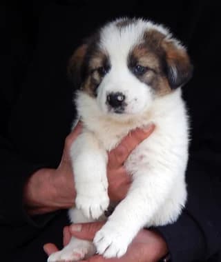 Ava (Αva), female puppy Mixed Breed for adoption at Dogs Voice, Athens