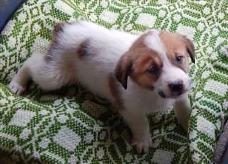 Ada (Αda), female puppy Mixed Breed for adoption at Dogs Voice, Athens