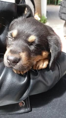 Chainti (Χαϊντι), female puppy Mixed Breed for adoption at Dogs Voice, Athens