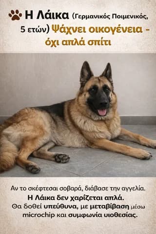 Laika - Laika (Laika - Λαΐκα), female 3yo Mixed Breed for adoption at Dogs Voice, Athens