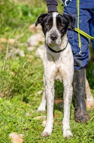 RALF, male 3yo Mixed Breed for adoption at Dogs Voice, Athens