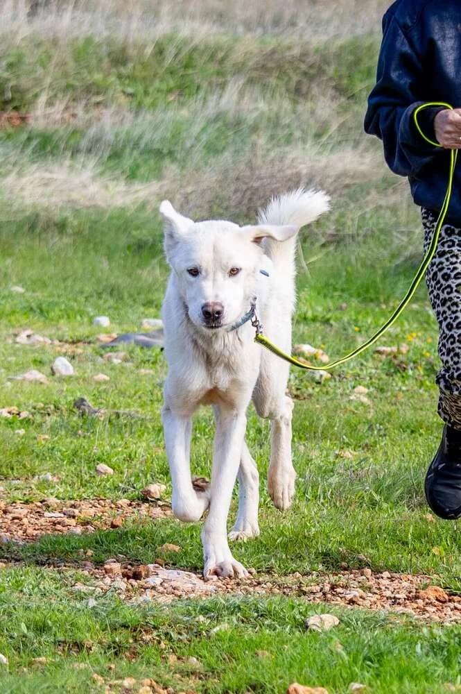 LORD, male Mixed Breed for adoption at Dogs Voice, Athens photo 3