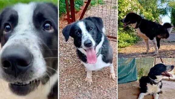 Bowie (Fotis) (Bowie (Φώτης)), male Mixed Breed for adoption at Dogs Voice, Athens photo 3