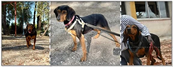 Mutter, female Mixed Breed for adoption at Dogs Voice, Athens photo 2