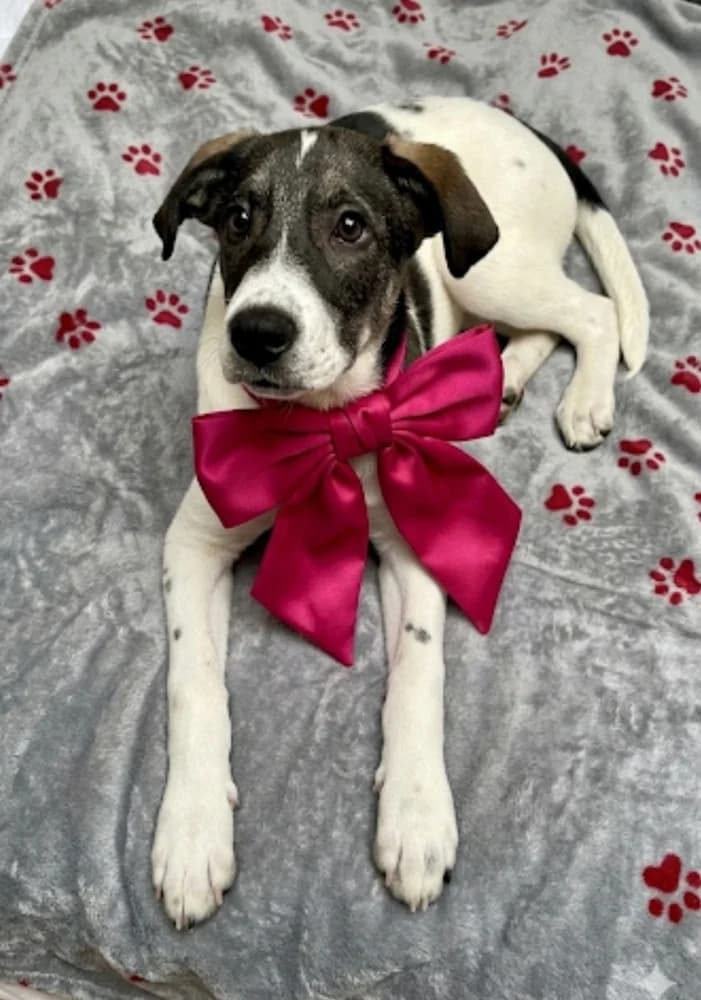 Tekila (Τεκίλα), female Mixed Breed for adoption at Dogs Voice, Athens photo 3