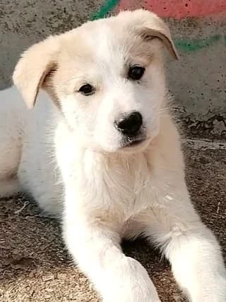 Maya, female puppy Mixed Breed for adoption at Dogs Voice, Athens