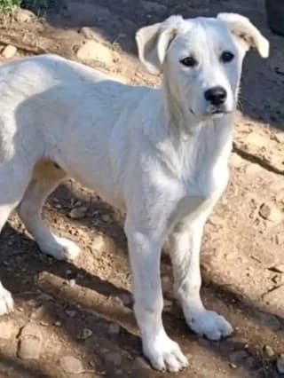Perla (Πέρλα), female puppy Mixed Breed for adoption at Dogs Voice, Athens