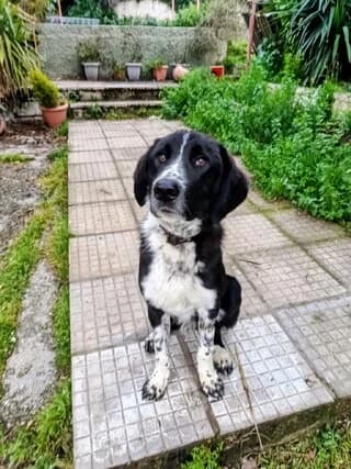Ozzy, male puppy Mixed Breed for adoption at Dogs Voice, Athens