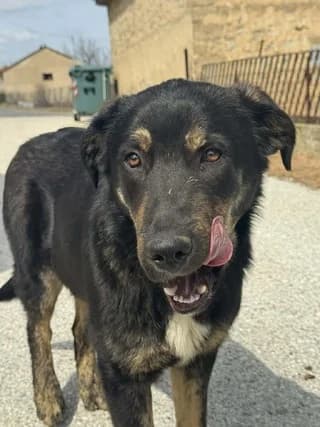 Thanos (Θάνος), male puppy Mixed Breed for adoption at Dogs Voice, Athens