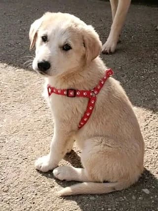 Mpela (Μπέλα), female puppy Mixed Breed for adoption at Dogs Voice, Athens