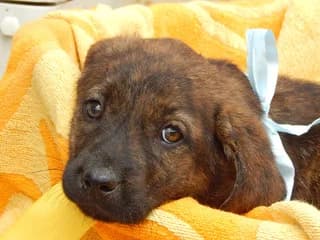 Chronis, male puppy Mixed Breed for adoption at Dogs Voice, Athens