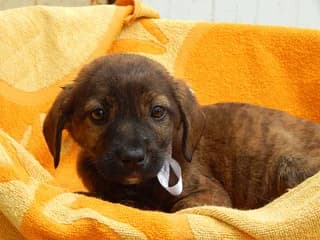 Christie, female puppy Mixed Breed for adoption at Dogs Voice, Athens
