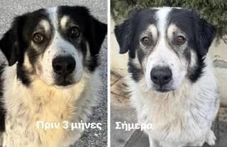 Άkis (Άκης), male young Mixed Breed for adoption at Dogs Voice, Athens