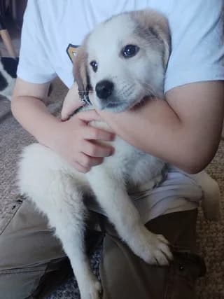 Mpoympis (Μπουμπης), male puppy Mixed Breed for adoption at Dogs Voice, Athens