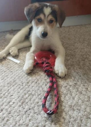 Kardoyla (Καρδουλα), female puppy Mixed Breed for adoption at Dogs Voice, Athens