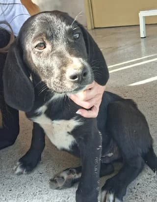 SHADOW, male puppy Mixed Breed for adoption at Dogs Voice, Athens