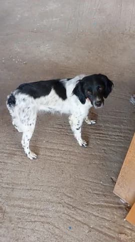 VICKY, female young Mixed Breed for adoption at Dogs Voice, Athens