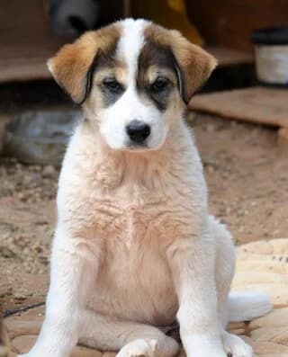 Kira Lamprantor (Κιρα Λαμπραντόρ), female puppy Mixed Breed for adoption at Dogs Voice, Athens