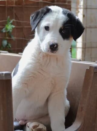 Noe Lamprantor (Νοε Λαμπραντόρ), male puppy Mixed Breed for adoption at Dogs Voice, Athens