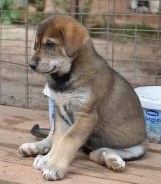 Kary Lamprantor (Κάρυ Λαμπραντόρ), female puppy Mixed Breed for adoption at Dogs Voice, Athens